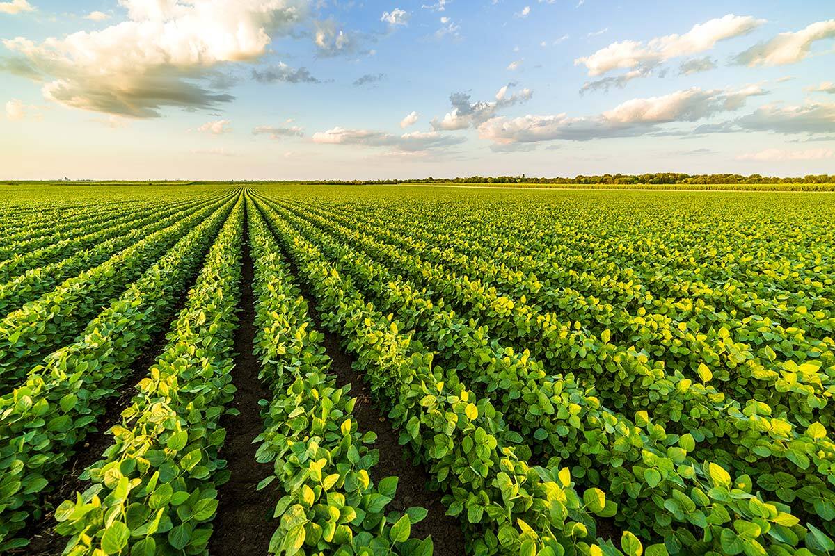 Industries | Agriculture